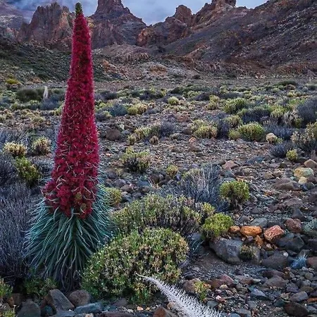 La Casita Ma Petite Folie Tenerife Σπίτι διακοπών *